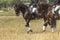 Two riders in the saddle, horses walk on the grass, part of the frame