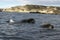 Two Right Whale in Patagonia, Argentina, South America.