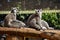 Two ring-tailed lemur sitting in the sun