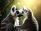 Two ring tailed lemurs