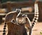 Two ring-tailed lemurs playing with each other. Madagascar.