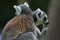 Two ring tailed lemurs resting in the summer sunshine