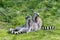 Two ring tailed Lemurs sit on the grass whilst one grooms the other, keeping a look out for possible danger