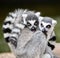 Two ring tailed lemurs snuggling