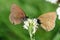 Two ringlet Aphantopus hyperantus butterfly