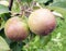 Two ripe apples with raindrops growing on the branch of the apple tree