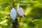 Two ripe berries of a honeysuckle on a branch, closeup