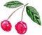 Two ripe cherry berries on a branch with leaves hand-drawn with watercolor strokes