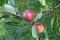 Two ripe Discovery apples, Malus domestica fruit, on an apple tree branch in late summer, Shropshire, England.