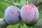 Two ripe fruits of a Japanese plum
