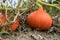 Two ripe Hokkaido pumpkins