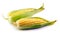 Two ripe and juicy young sweet corn peeled