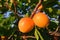 Two ripe orange juicy apricots on the tree in an orchard