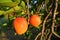 Two ripe orange juicy apricots on the tree in an orchard