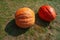 Two ripe orange and reddish orange  pumpkins from fresh harvest on green grass in garden