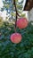 Two ripe pink apples on a branch.