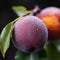 two ripe plums on a branch