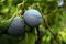 Two ripe plums hanging on a branch among green leaves