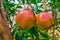 Two Ripe Pomegranate Fruits On Plant. Two Red And Yellow Pomegranates With Green Leaves And Branches On Blur Background.