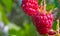 Two ripe raspberries in the garden in sunny weather