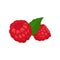 Two ripe raspberries and green leaf. Tasty garden berry. Juicy summer fruit. Natural food. Detailed flat vector icon