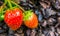 Two ripe red juicy strawberries on a plant close up macro