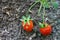 Two ripe red Strawberries