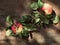 Two ripe red and yellow just picked apples with spots and green leaves flat lay on a shabby old wood with peeling paint.