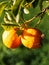 Two ripe yellow orange hanging on a tree branch with leaves. A large insect a gray mantis predator sitting on a fruit. Wild life