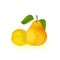 Two ripe yellow pears with green leaves. Summer sweet juicy snack. Delicious fruit.