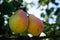 Two ripe yellow pears with red barrels