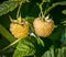 Two ripe yellow raspberries hang on the bush.