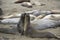 Two rivalling male Elephant Seals near San Simeon, California