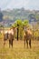 Two Roan Antelopes Fighting with each other, Swaziland