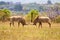 Two Roan Antelopes Fighting with each other, Swaziland