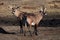 Two Roan antelopes Hippotragus equinus near waterholes.A pair of very rare antelopes near a muddy waterhole in a dry landscape