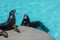 Two roaring sea lions in a heavenly turquoise swimming pool . Two elder seal lions and one baby catting and relaxing showing teath