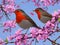 Two robin birds sitting on a branch of blossoming sakura