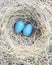 Two Robin Eggs