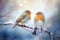 Two Robins in a Wintry Dance, Perched on Snow-Dusted Berries - A Harmony of Nature. Generative AI
