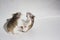 Two Roborovski hamsters breeding on white background