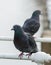 Two Rock doves standing on bridge handrails