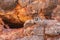 Two Rock Wallabies on red rocks, Exmouth Australia.