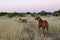 Two Rodisian Ridgebacks dogs in New Mexico high desert landscape