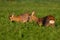 Two roe deer bucks standing against each other on intersection of their territories