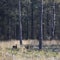 Two roe deer in early spring forest with pricked ears