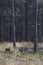 two roe deer in early spring forest with pricked ears