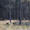 two roe deer in early spring forest with pricked ears
