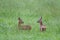 Two Roe deer fawns