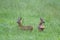 Two Roe deer fawns